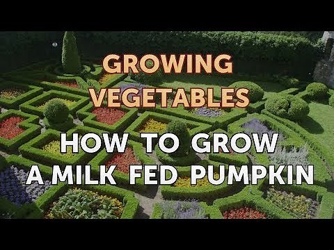 How to Grow a Milk Fed Pumpkin