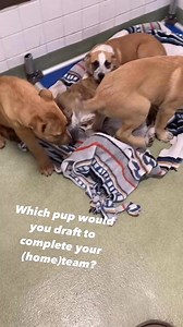 We have plenty of puppies to adopt at Dallas Animal Services just in time for your watch party! Adoptions are free and we’re open tomorrow from 11am - 7pm. See our full roster of pets at BeDallas90.org. | Dallas Animal Services and Adoption Center