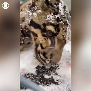 77K views · 199 reactions | SPICED SNOW: A clouded leopard cub was treated to paprika-spiced snow as part of its enrichment after a winter storm at Point Defiance Zoo & Aquarium in Tacoma, Washington. | CBS News | Facebook