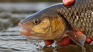 In this week's Angling Times... Everything you need to know to catch chub! Amazing angling antiques revealed! Plus great fishing stories, the latest news and expert advice from our regular contributors. | Angling Times