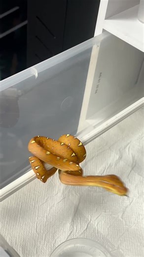 #reptile #pet #snake #python #pythonsoftiktok