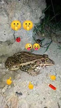 “Catching the Smart Frog in Action!”