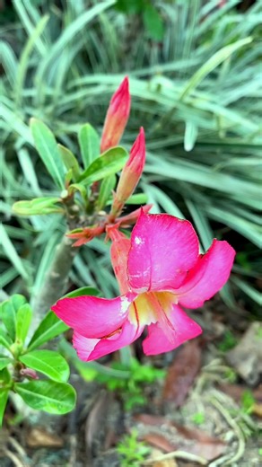 The secret to grafting Adenium flowers at home reels Contents4a- DriveMom @treeplantingideas60 D:Mom ContentsGen2 | DecCheer