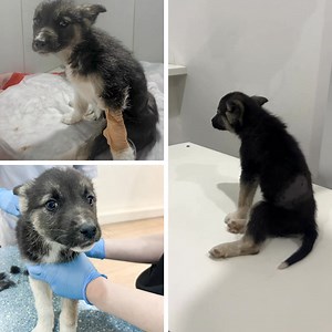 Chubbs was just a two-month-old puppy when he heard a voice calling from beyond a gate. What greeted him wasn’t kindness, but a man with a rifle. He was shot point-blank. It tore through his tiny body, shattered his spine, and left him screaming in agony. For hours, Chubbs fought for his life. When a Good Samaritan finally found him, she called us in a panic. Chubbs’ blood loss was substantial, and his condition is still touch-and-go. Right now, Chubbs can’t move his back legs. The bullet shatte