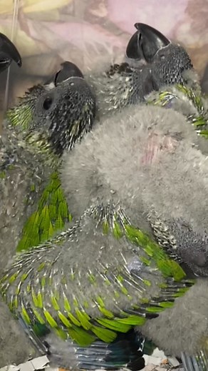 🪶 Say hello to the playful Nanday Conure babies at Kookaburra Bird Shop! 🐦💚 These cheeky little ones are bursting with energy and charm, known for their mischievous antics that will keep you entertained all day long. 😄✨ With their striking black head and vibrant green body, Nanday Conures are as stunning as they are fun! 🌈🔥 Stop by Kookaburra Bird Shop today to meet these adorable feathered friends and bring some joy into your home. ❤️🐾 #NandayConures #PlayfulCompanions #KookaburraBirdSho