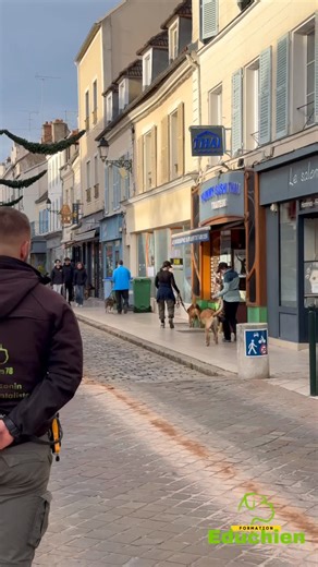 EDUCHIEN - Alexis BONNARANG & cie on Instagram: "Départ en ville : mise en situation réelle pour chiens réactifs & nos élèves qui suivent le module complémentaire de formation PRO sur l’Agressivité 🌿🎓 - VIDÉO VERSION LONGUE Immersion urbaine avec nos anciens élèves et des chiens de refuge réactifs aux congénères, parfois aux humains et au mouvement. Le cadre parfait pour travailler l’agressivité en conditions réelles. 🌆🚗 Avec une bonne dose d’observation, un timing de récompense bien placé e