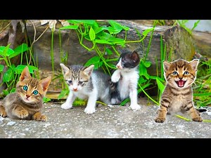 Kittens climb high - learn about newborn kittens - cats meow