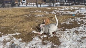 Humane Society of Boulder Valley on Reels