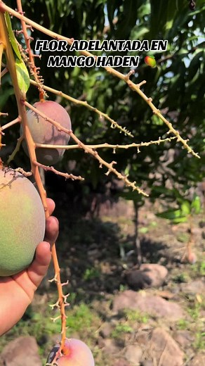 Estimulación de Floración de Mango Haden para Alta Cosecha