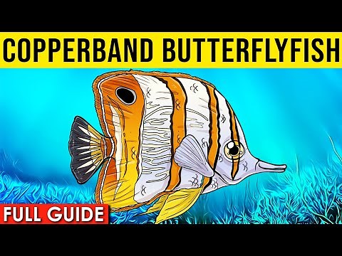 Copperband Butterflyfish Info And Care | Beaked Coral Fish Care Guide!