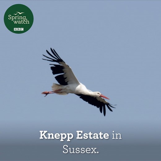 Incredible White Storks are breeding once again on the Knepp Estate! 😮💚 In Springwatch 2020 we were excited to show you some pretty special naturally breeding white storks, the first in the UK in over 600 years! Today a new citizen science project launches, allowing us all to see into the lives of a naturally breeding pair of white storks, and to report the behaviours witnessed via a website. The sightings from this live camera high on the top of Knepp Castle in Sussex aim to help scientists l
