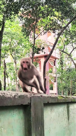 Monkey Gets Startled and Reacts Suddenly 🐒😲