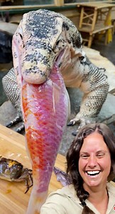 Monitors are such interesting animals🤩 Even when they are raised in captivity they still swallow their food whole and this is because in the wild they did not know when their next meal would come😳 It’s wild to think that we are all born with instincts that affect the way we interact with the world🤯 . . . . #monitor #Mukbang #hungry #food #sushi #feed #funny #funnyvideos #beauty #beautiful #time #wow #wildlife #fbpost #animals #animallovers #life #fun #wild #AmaZing #video #moment #facebook #f