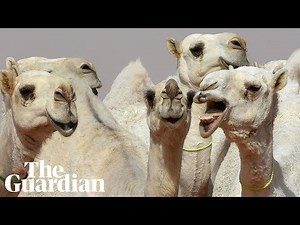 12 camels disqualified from Saudi beauty contest in Botox row — Hive
