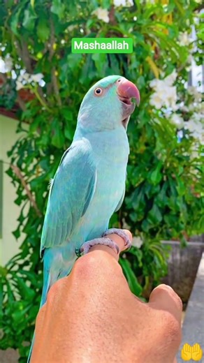 #surahalikhlas#parrot#reciting#vairal#shorts#rimi_islamic_channel786#😍🕋🤲