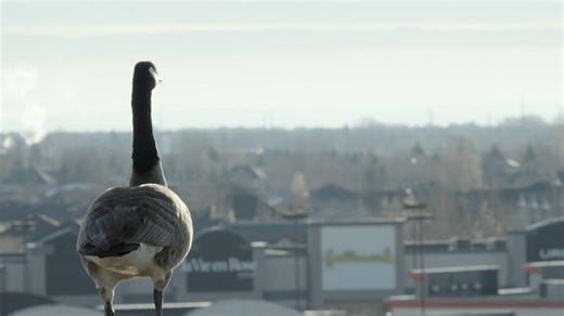 Nov 2024: Local goose documentary in running for global award