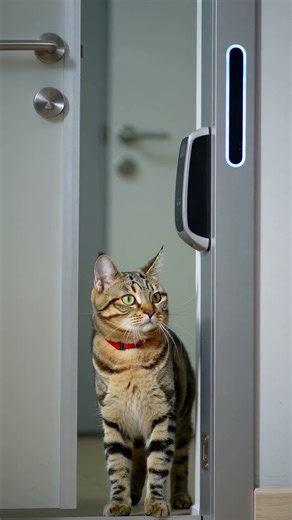 Smartest Cat EVER Watch This Cat Open a Door Like a Pro