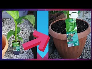 TRANSPLANTING A BANANA TREE INTO A BIGGER POT | HARDY BANANA TREE | WINTERHARTE BANANE