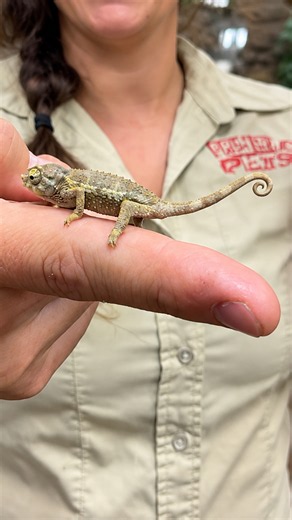 Tiny Jackson’s chameleon shows off its adorable little horns