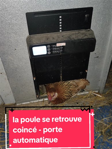 Test de porte automatique anti-pincement pour poules