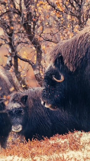 Capturing Autumn Colors and Wildlife in Norway's Dovrefjell National Park