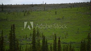 Porcupine caribou (Rangifer tarandus arcticus) herd migrating through Ivvavik National Park; Yukon, Canada Stock Video