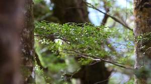 1.9K views · 26 reactions | We're approaching 100 days since the Koraunui Stokes Valley Community Hub was opened, and now you can get a bit of insight into the story of its creation. | Hutt City Council | Facebook