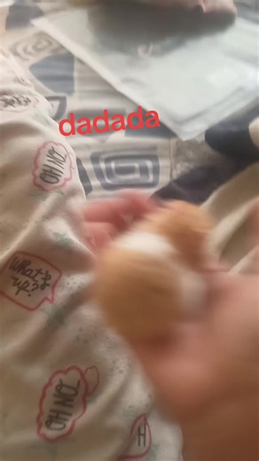 Videos de 𝖊𝖑𝖎𝖘𝖌𝖘𝖝𝖝_alien⋆. 𐙚 ˚ (@elizabeth_roblox666) con “son original - LOULOU GALLON”