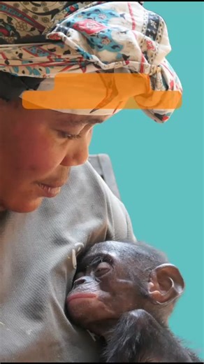 💚 Lubutu reprend des forces chaque jour. 🙏 Avec vous, son avenir peut s’éclairer. 👉 [Lien en bio] #bonobos #conservation #primates #biodiversité #lolayabonobo | Les Amis des Bonobos