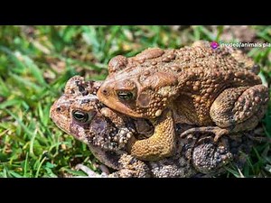Frogs vs Toads: The Real Differences #frog #frogfacts #wildlife