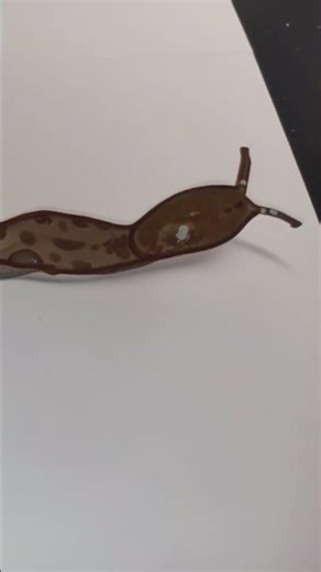 animated slug