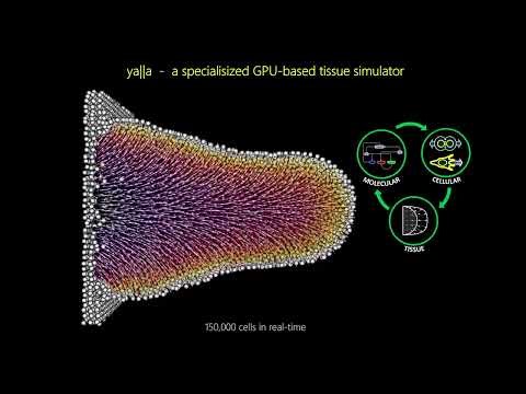 EuroBioC 2025 Keynote - C3PO: Cell 3D Positioning by Optical encoding to spatial transcriptomics