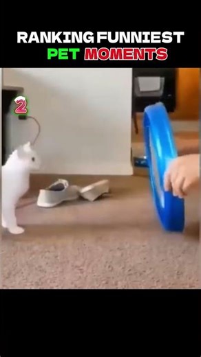 Ranking Funniest PET Moments😅 #funnymoments #pets #funnyvideos #laugh