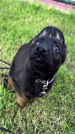 כמה קל לגדל גור מלינואה? מה חייב לדעת עליו? שימו לב ⚠️ אוהבים את הפינה החדשה על גורי גזעי כלבים? אם כן תרשמו לי איזה גורי גזעים תרצו שאסקר לכם . . . #האילוףשלבן #בןאביטל #אילוףכלבים #כלבים #מאלףכלבים I do not claim any ownership or copyright over this content. The video was sent to me without knowledge of its original source. I share it for informational/entertainment purposes only and will gladly give full credit to the rightful creator upon request. If you are the copyright owner and have any 