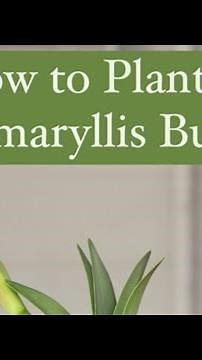 How to Plant an Amaryllis Bulb 🪴🌺