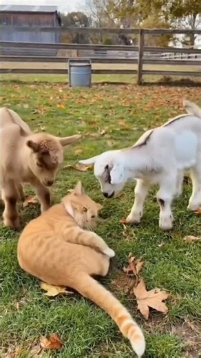 Cute Cat Playing with Baby Goats 🐐🐱 | Unexpected Friendship