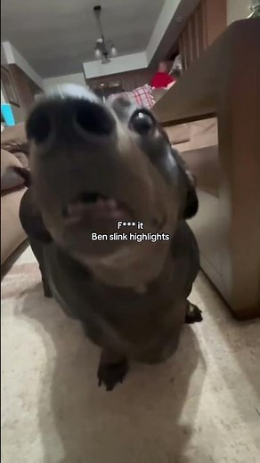 Ben slink highlights #benslink #dogs #funnydogs