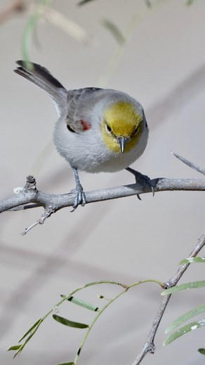 LIFER ALERT! This verdin provided me with a whole photo/video session, I'm just glad I was sitting and waiting at the right place! Verdins are penduline tits, referring to their construction of hanging nests, and I apparently needed to drive west to Lake Colorado City State Park to find one! I caught this one snacking on berries and what appears to be some sort of moth which follows from their generally insectivorous feeding habits. More photos and video to come from this quick, photogenic littl