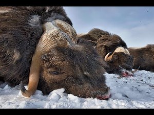 Muskox hunting adventure