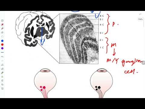 Neuro series: Cerebral hemisphere 5a || Visual perception at cortical level