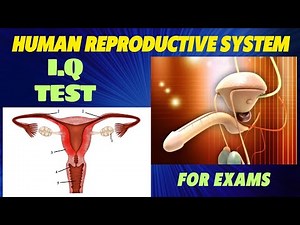 Questions and Answers | Reproductive System in Humans