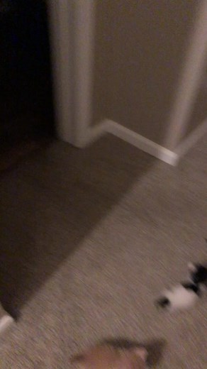 I'm gonna get ya. #fyp #foryou #foryourpage #fosterkittens #felinemykittens #kittensoftiktoktrend