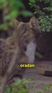 Topkapı Sarayı’nın Gizli Tünelleri Nereye Çıkıyor? (Yeraltındaki Labirent)