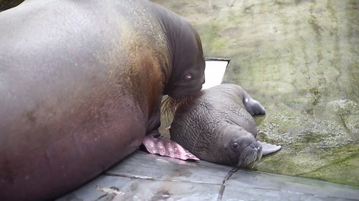 BABY WALRUS ❤ SeaWorld Orlando has a proud new, 150 pound addition to its array of wildlife - a baby walrus! The calf was born on July 3 to mom Kaboodle and dad Garfield. STORY: https://tinyurl.com/y6egqwo3 | FOX 35 Orlando