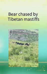 Tibetan Mastiffs vs Brown Bears a power match between two forces of nature. #mastiff #bear #nature #animals #chase #funny #tibet #dog 藏獒vs棕熊两大力量的大自然的力量比拼。 #藏獒 #棕熊 #自然 #动物 #追逐 #有趣 #西藏 #宠物狗 | Chaka Yak