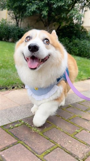 This bib-style harness makes every walk look extra soft and adorable.#dog #Corgi #dogoutfit