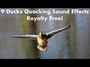 Ducks Quacking with 4k Photos! (Royalty Free Sound Effects)