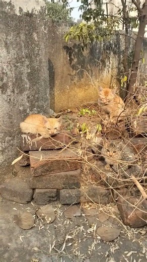 𝕞𝕖𝕠𝕨 𝕞𝕖𝕠𝕨.