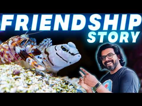 Watchman Goby & Pistol Shrimp: The Ultimate Underwater Friendship!