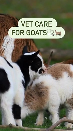 New goat owners—take notes!📝 These are some basic vet care tips to ensure your goats are happy and healthy!🐐 #drpol #drpolpets #goatcare #goatsoffacebook | Dr. Pol Pets